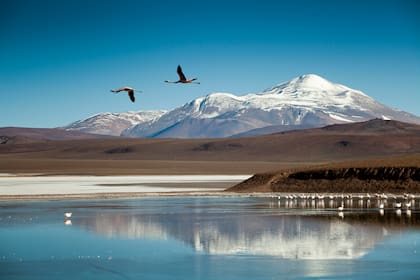 Laguna Brava y sus flamencos