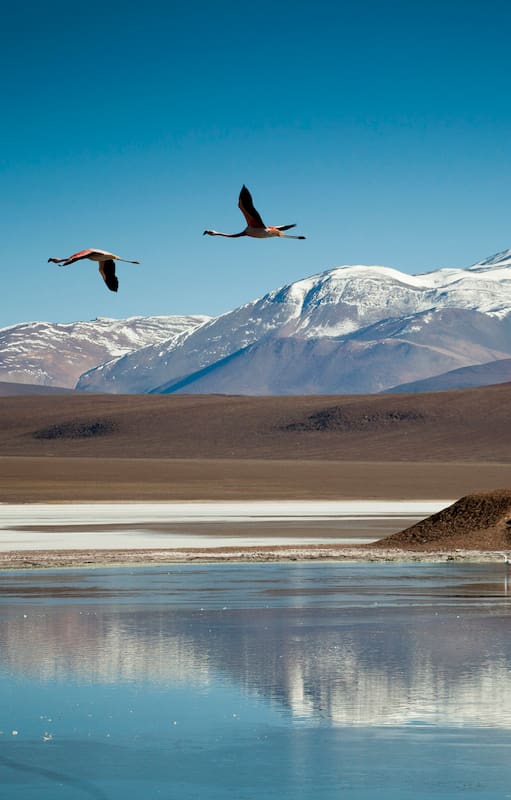 Laguna Brava y sus flamencos