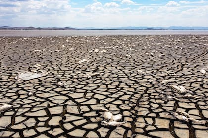 Laguna de Bustillos, Chihuahua, México. Edición fotográfica de Jesica Rizzo