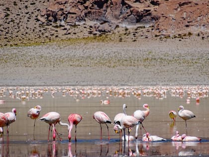 Laguna Grande, el reino de la Parina chica.
