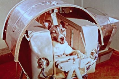 Laika, la famosa perrita que el programa espacial soviético recluyó en la nave Suptnik 2.  POLITICA INVESTIGACIÓN Y TECNOLOGÍA NASA
