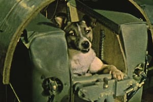 La historia del perro callejero que terminó en el espacio exterior en una misión suicida
