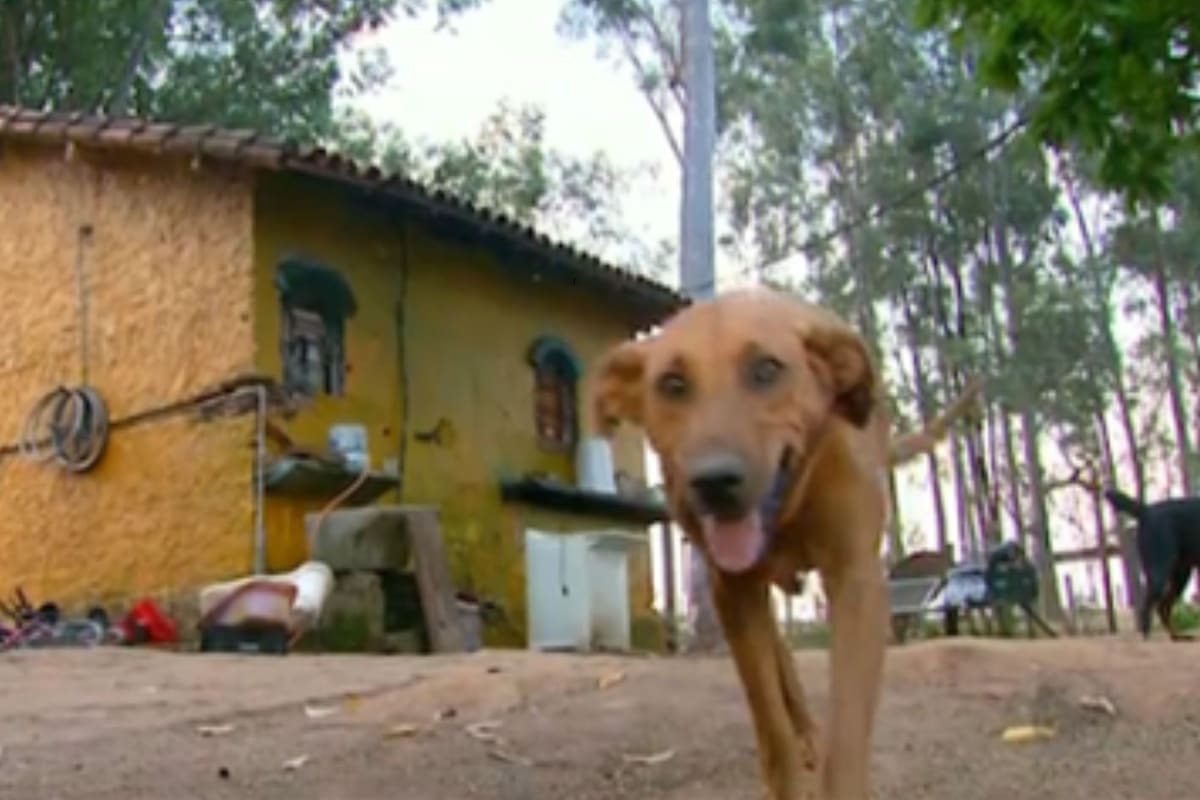 Laira, la perra que demuestra que el amor no tiene límites: recorre 12 km por los suyos