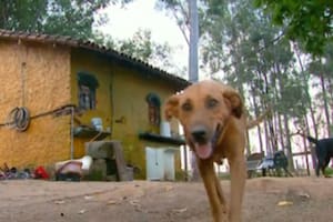 Laira, la perra que demuestra que el amor no tiene límites: recorre 12 km por los suyos