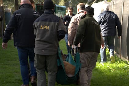Lalo fue trasladado al Hospital Veterinario de la Fundación Temaikèn para su recuperación