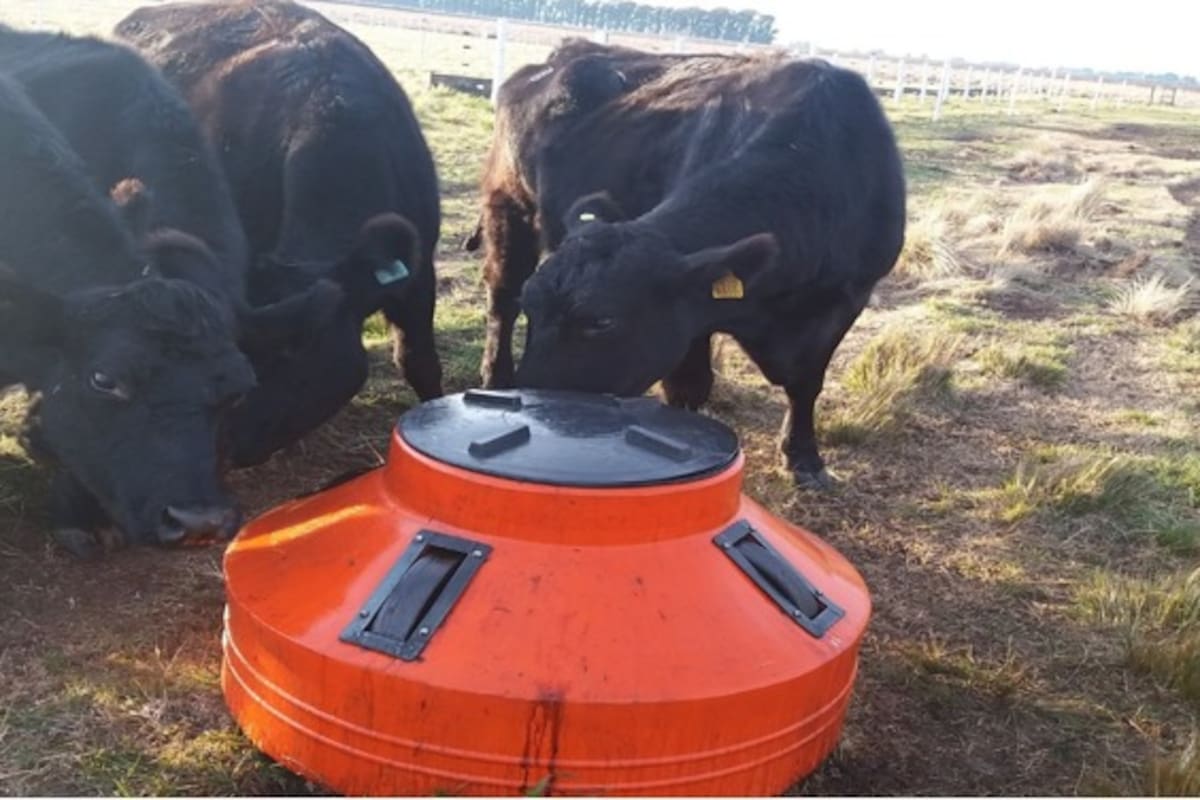 Lamedor para suministrar aditivo líquido para animales adultos
