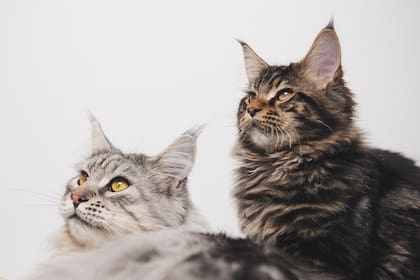 Lamerse ayuda a los gatos a mantener su pelaje libre de suciedad y parásitos