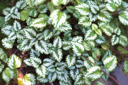 Lamium galeobdolon subsp. Argentatum