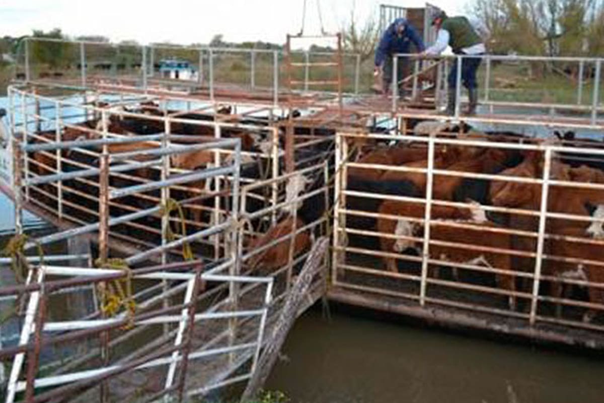 Lanchones; Vacunos; santa fe; Reconquista; Campo