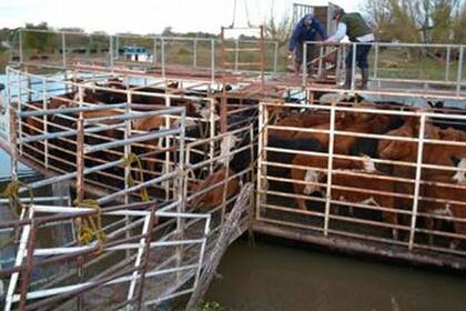 Lanchones; Vacunos; santa fe; Reconquista; Campo