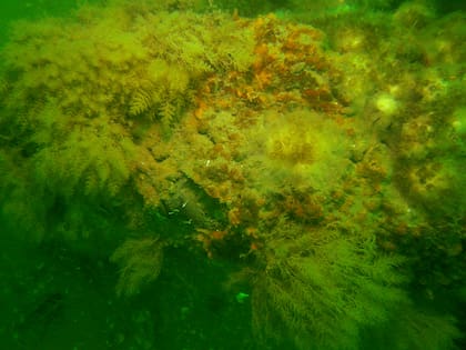 Langostas, cangrejos, mejillones y distintos peces encontraron refugio entre las estructuras artificiales (Foto: MA MarineFisheries)