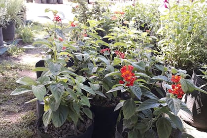 Lantana camara