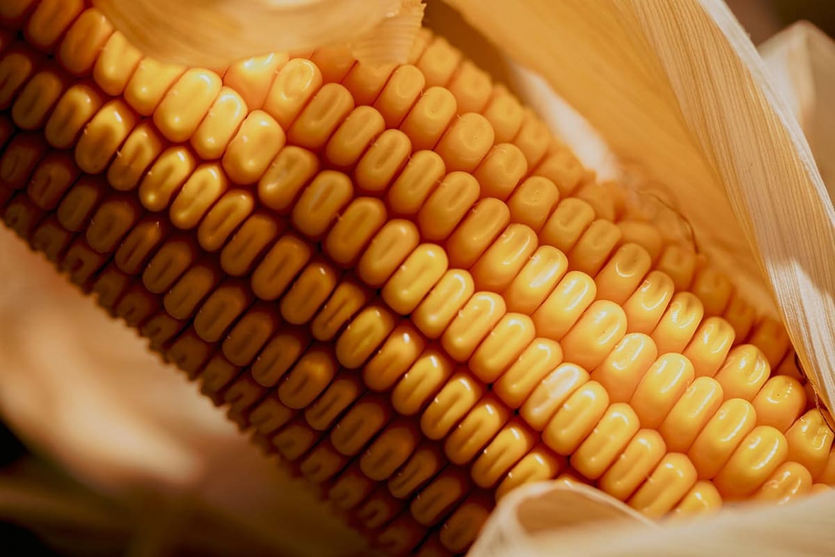 Lanzaron un nuevo maíz con tecnología para el control de malezas