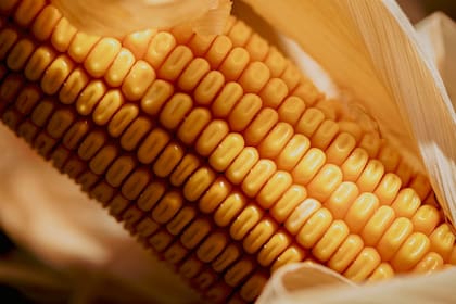 Lanzaron un nuevo maíz con tecnología para el control de malezas