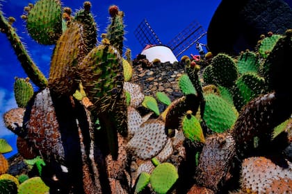 El jardín de cactus fue creado en 1991, y es casi el paso obligado de los turistas al momento de visitar Lanzarote