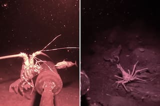 Lanzó una cámara con visión nocturna al fondo del mar y las imágenes revelaron una realidad aterradora