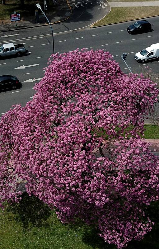 El lapacho es un magnífico árbol nativo de la selva tucumano oranense