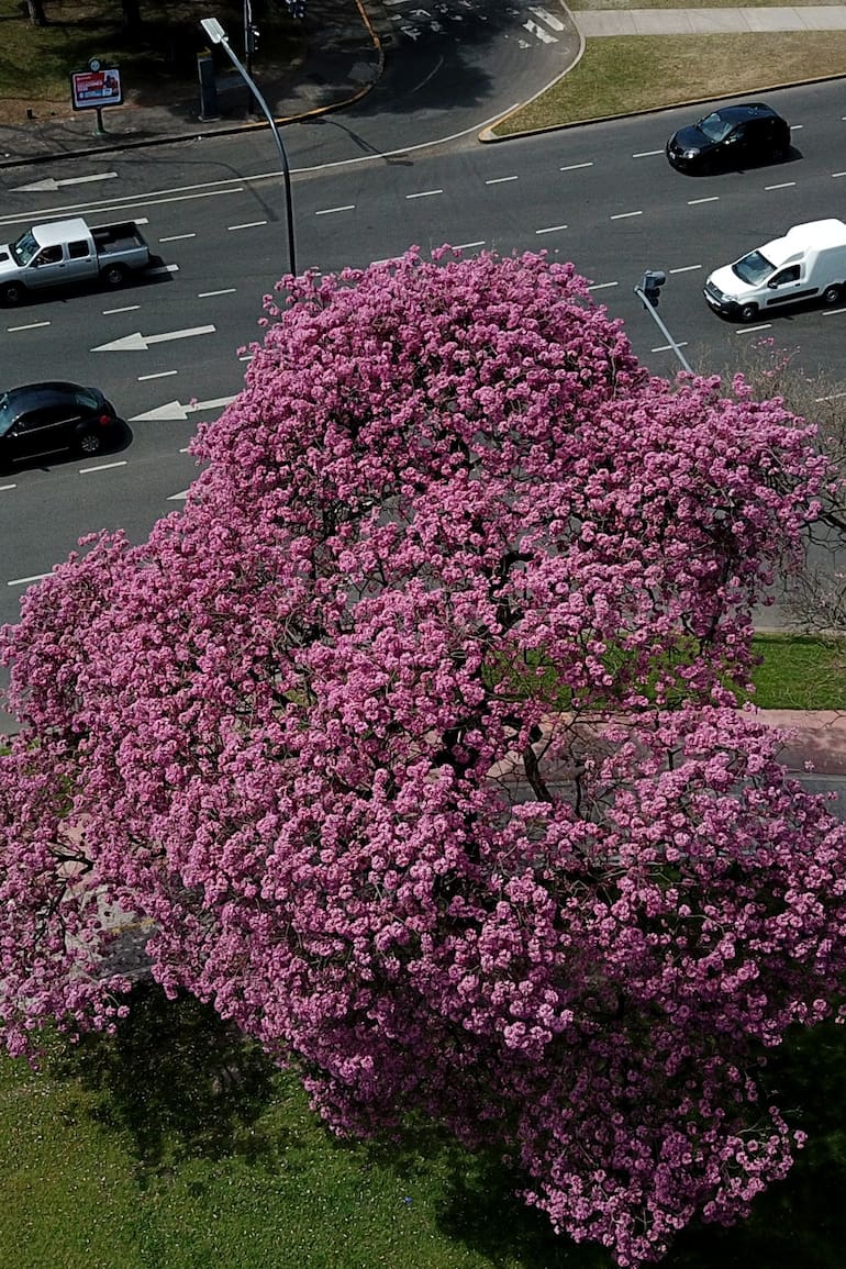 El lapacho es un magnífico árbol nativo de la selva tucumano oranense