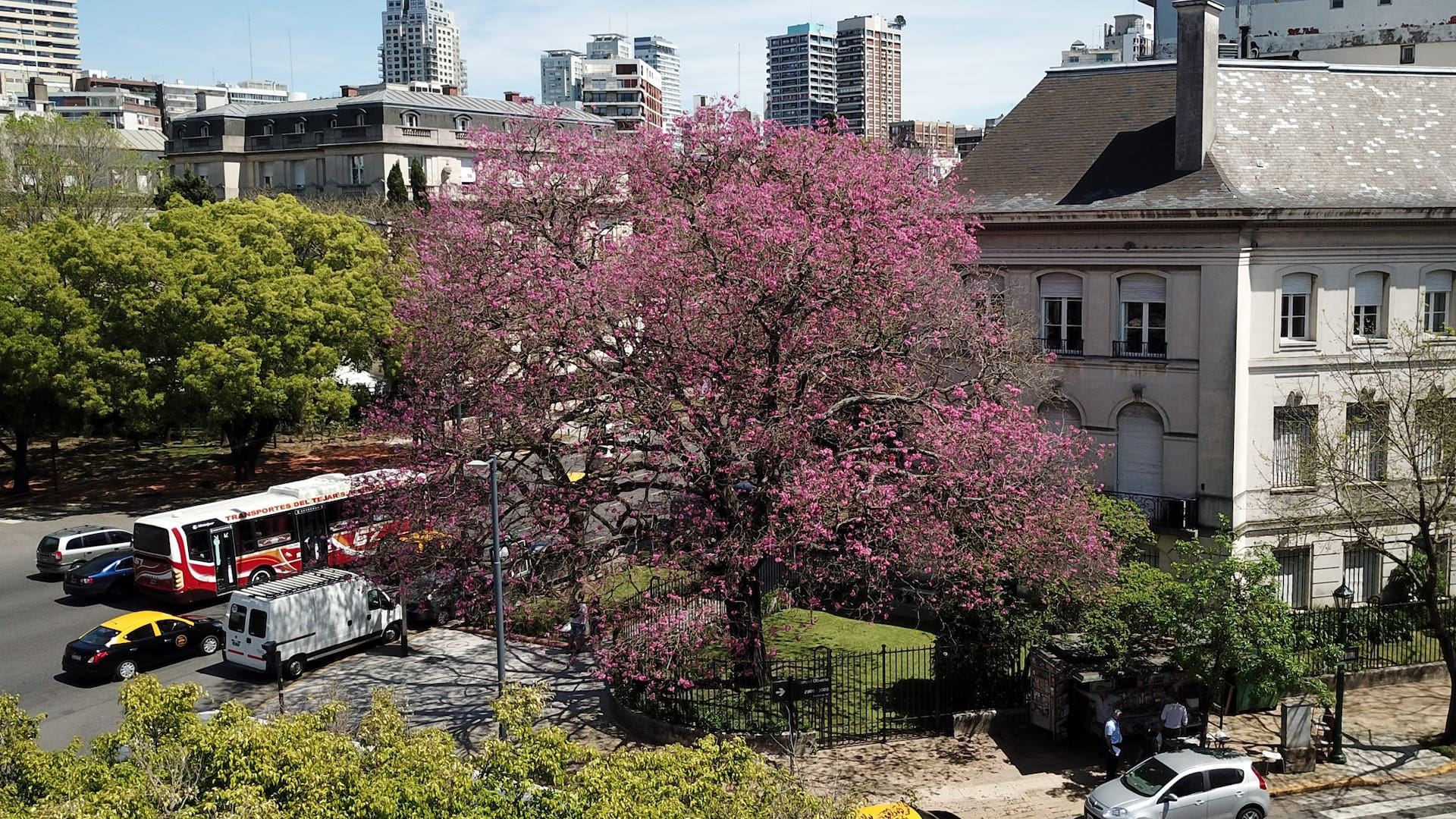 El lapacho es un magnífico árbol nativo de la selva tucumano oranense