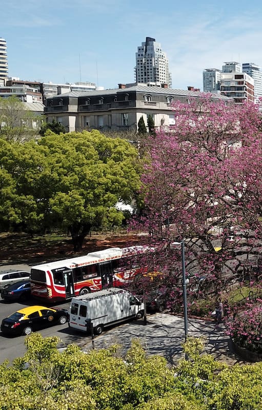 El lapacho de Ezcurra, en la esquina de la Avenida Figueroa Alcorta y Mariscal Castilla