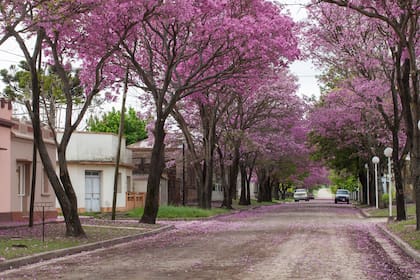 Lapachos en flor en Aldea Protestante.