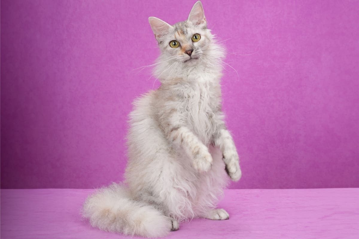 LaPerm es una raza de gato que no solo es estética, sino que también es muy cariñosa y afectuosa
