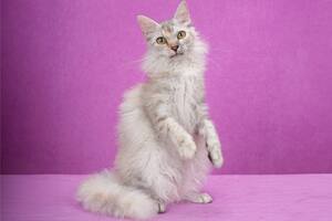 LaPerm es una raza de gato que no solo es estética, sino que también es muy cariñosa y afectuosa
