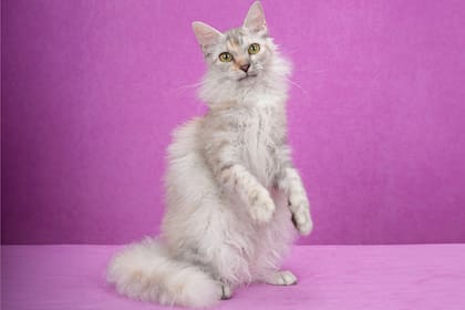 LaPerm es una raza de gato que no solo es estética, sino que también es muy cariñosa y afectuosa