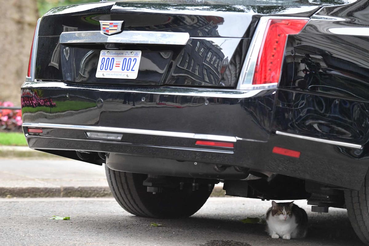 Larry, el gato que vulneró la seguridad de Donald Trump