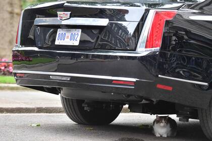 Larry, el gato que vulneró la seguridad de Donald Trump