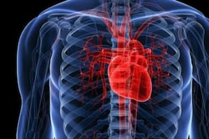 Las 3 fascinantes particularidades del corazón y una gran desventaja