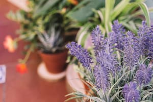 Las tres plantas que sobreviven al invierno y embellecen cualquier jardín