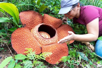 Las 42 especies que conocemos de Rafflesia están en riesgo; 25 de ellas, críticamente amenazadas