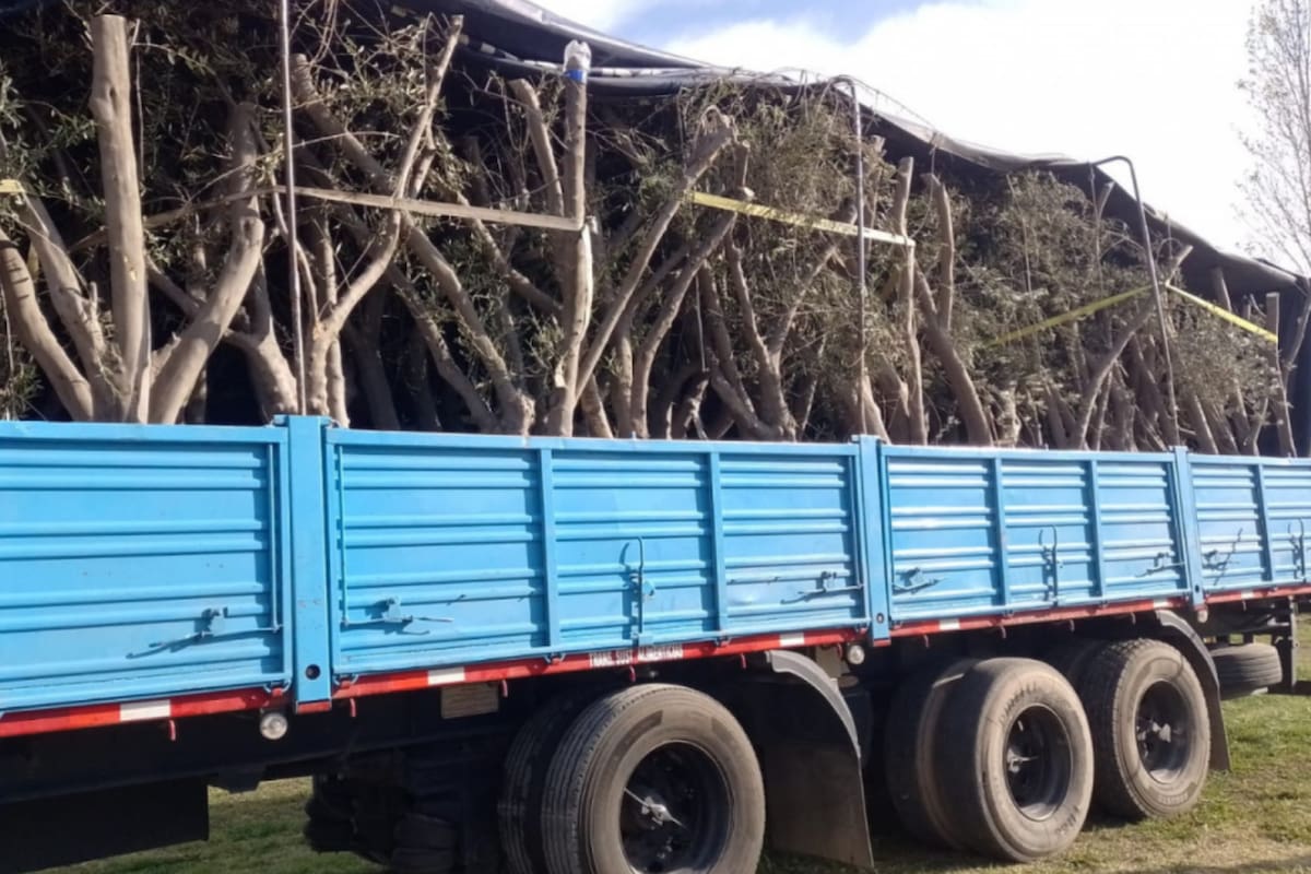 Las 63 ejemplares de plantas de olivos adultas que eran trasladadas desde Mendoza hacia la ciudad de Campana