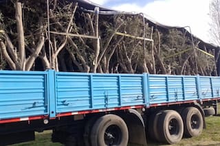 Detectan un cargamento de 63 olivos sin documentación fitosanitaria