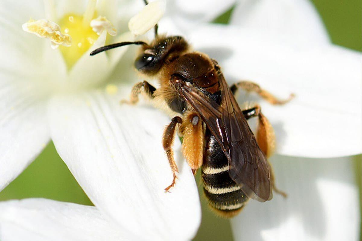 Significado de la presencia de abejas cerca de tu casa y sus beneficios positivos Significado de la presencia de abejas cerca de tu casa y sus beneficios positivos