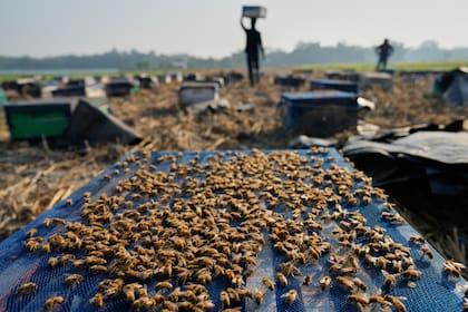 Las abejas de Florida atraviesan una crisis por las sequías en Florida