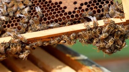Las abejas en todo el mundo están amenazadas por enfermedades virales y el cambio climático