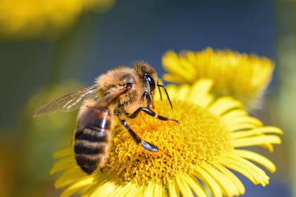 Las abejas expuestas a múltiples productos químicos usados en la agricultura enfrentan riesgos mucho mayores de lo que se pensaba