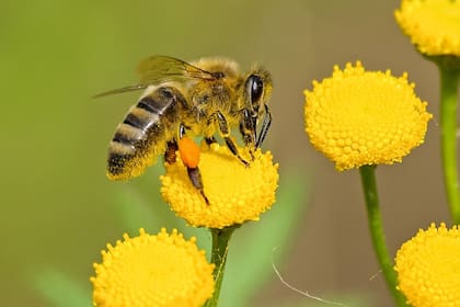 Las abejas, los insectos clave para el medioambiente (Foto Pexels)