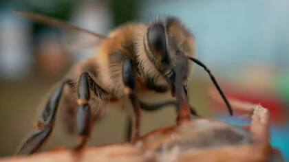 Las abejas melíferas en todo el mundo se enfrentan a un grave declive