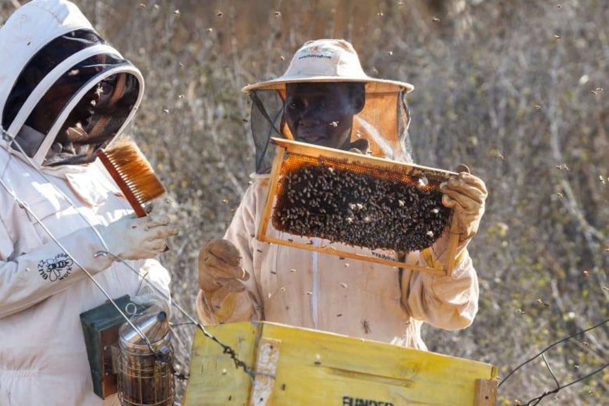 Las abejas pueden disuadir a los elefantes que atacan los cultivos de las poblaciones rurales.