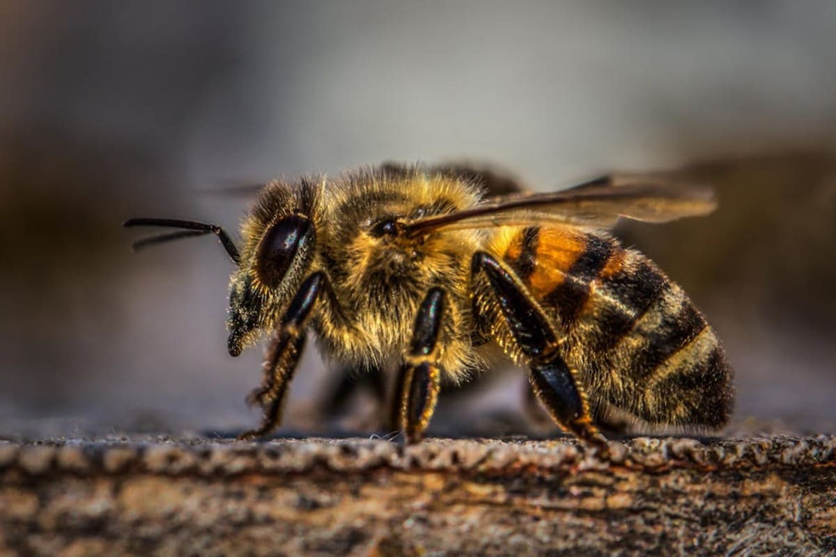 Las abejas realizan diversas aportes relacionados con el medio ambiente (Foto Pexels)