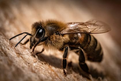 Las abejas realizan la danza de meneo como modo de comunicación