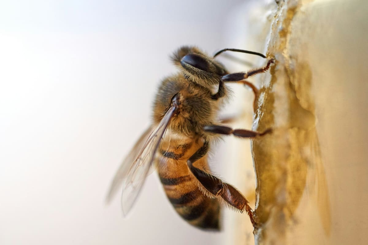 Las abejas se alimentan de polen y néctar de flores que contienen los nutrientes necesarios para su desarrollo (Foto de carácter ilustrativo: UNPLASH)