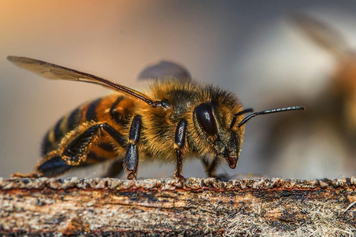 Las abejas son consideradas un buen augurio para distintas corrientes espirituales