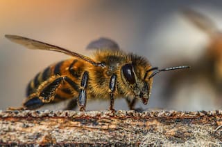 Qué significa que hayan abejas en tu casa, según el Feng Shui