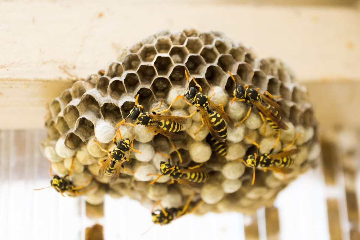 Las abejas suelen ubicar sus pequeños hogares en diversos lugares de las casas (Foto: Pixabay)