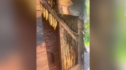 Las abejas vivían en la casa desde hacía 35 años