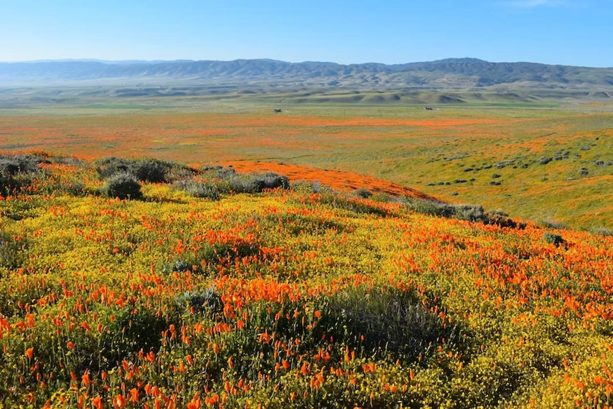 Las abundantes lluvias registradas en California durante 2022 causarán el superbloom, un imponente espectáculo de la naturaleza